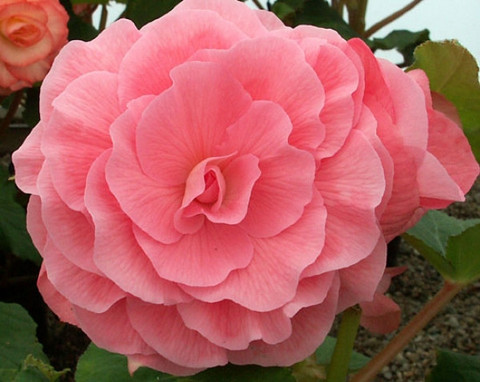 B. ‘Princess Alice’